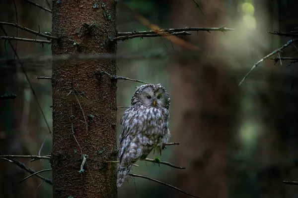 Ural Sowa Strix Uralensis Siedzi Gałęzi Drzewa Zielonym Lesie Dębowym — Zdjęcie stockowe