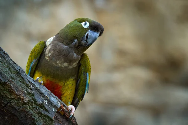 Grävande Papegoja Cyanoliseus Patagonus Sitter Trädet Livsmiljön Vacker Papegoja Från — Stockfoto