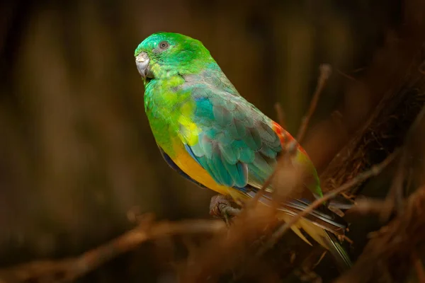 앵무새 Psephotus Haematonotus Bird South Eastern Australia 서식지에 나뭇가지에 노란색 — 스톡 사진