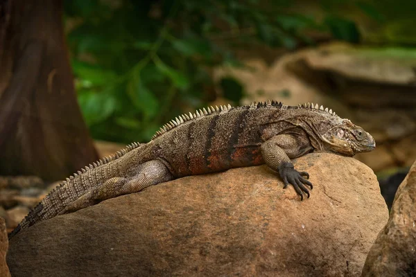 Kubai Rock Iguana Cyclura Nubila Gyík Kövön Természetes Élőhelyen Hüllő — Stock Fotó