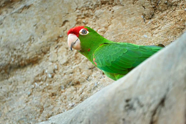 Papagaio Verde Vermelho Cordilleran Parakeet Psittacara Frontatus Espécie Sul Americana — Fotografia de Stock