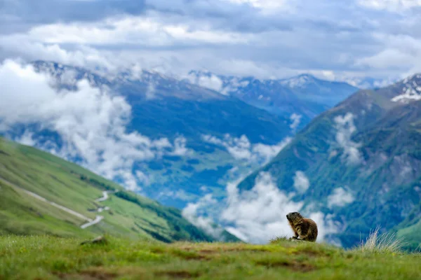 França Vida Selvagem Imagem Engraçada Detalhe Marmot Bonito Animal Gordo — Fotografia de Stock