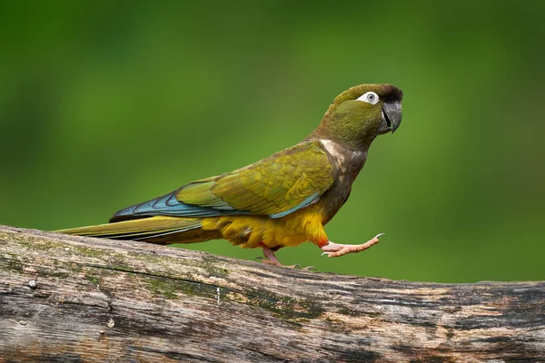Papegojan Marscherar Den Fria Bagageluckan Grävande Papegoja Cyanoliseus Patagonus Sitter — Stockfoto