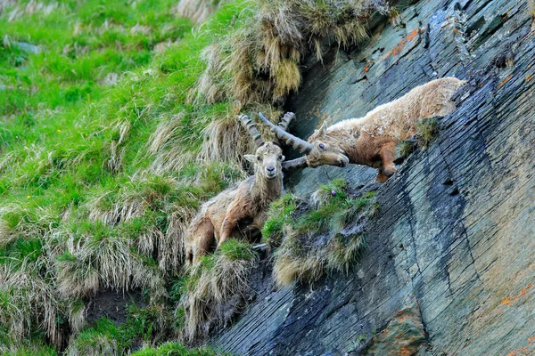 Ibex Lucha Contra Roca Ibex Alpino Capra Ibex Animales Hábitat —  Fotos de Stock