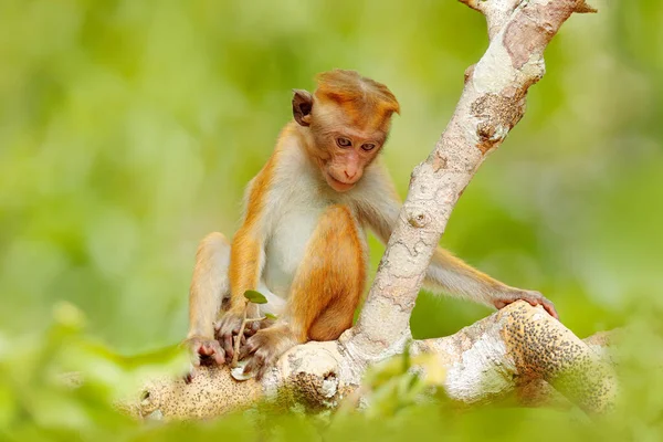 Toque Macaque Macaca Sinica Apa Med Kvällssol Makak Naturmiljö Wilpattu — Stockfoto