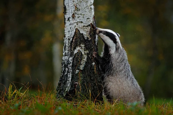 Badger Hutan Tersembunyi Semak Semak Cranberry Kayu Yang Bagus Latar — Stok Foto