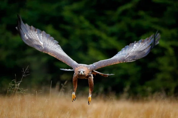 開花草原の上を飛ぶ黄金のワシ 羽を開いて獲物の大きな鳥 — ストック写真