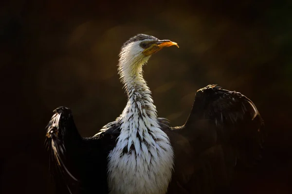 Küçük Pied Cormorant Microcarbo Melanoleucos Avustralya Dan Kuşu Akşam Saatlerinde — Stok fotoğraf