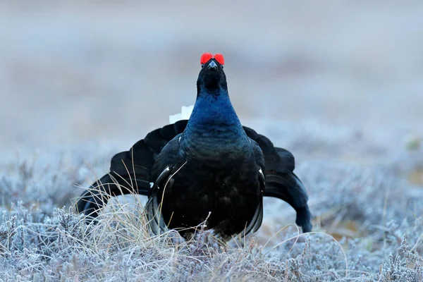 Suecia Fauna Urogallo Negro Pino Lindo Pájaro Grouse Tetrao Tetrix —  Fotos de Stock