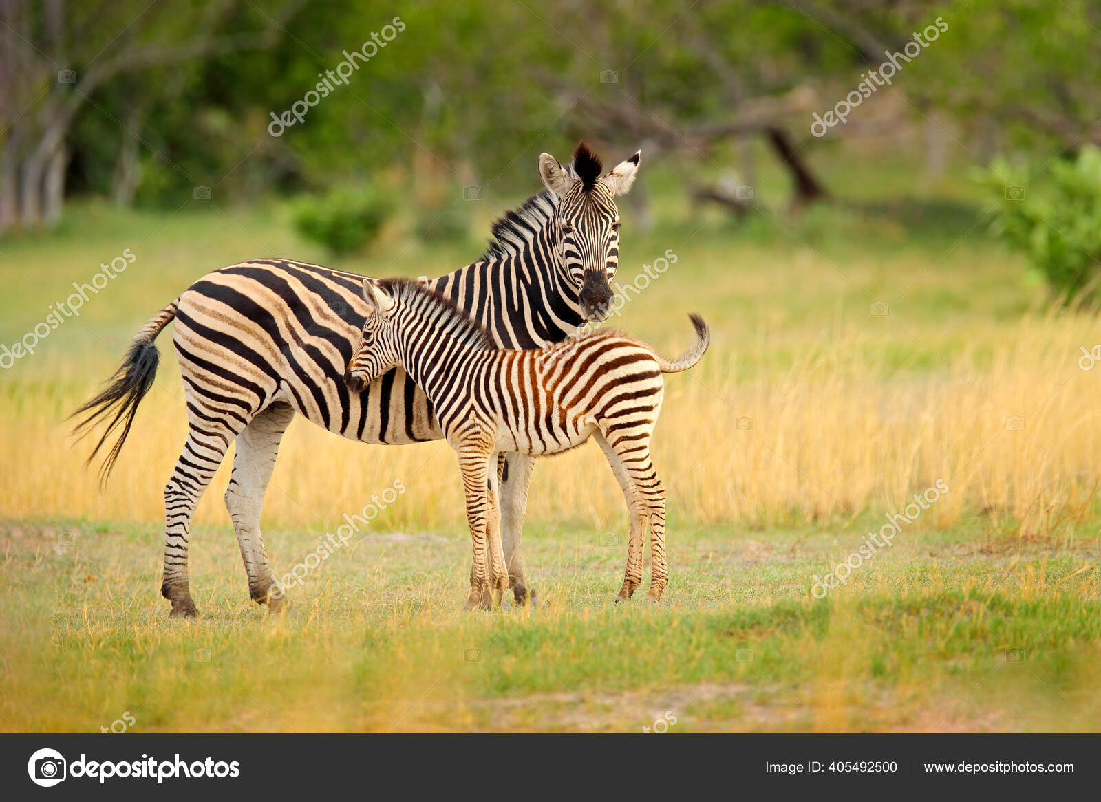 斑马与黄色的金黄色的草伯彻尔的斑马Equus Quagga Burchellii Nxai  Pan国家公园博茨瓦纳在绿色草地上的野生动物非洲狩猎活动中的野生生物——, image size:1600x1166