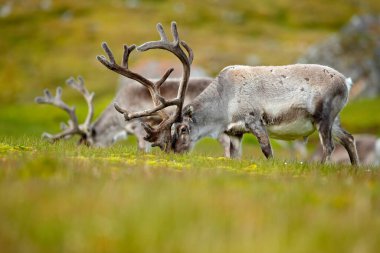 Norveç 'ten vahşi bir hayvan. Ren geyiği, Rangifer tarandus, yeşil çimlerde ve mavi gökyüzünde kocaman boynuzları olan, Svalbard, Norveç. Kuzey Avrupa 'dan vahşi yaşam sahnesi.