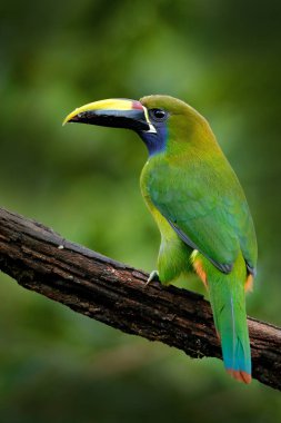 Mavi boğazlı Toucanet, Aulacorhynchus caeruleogularis, doğal yaşam alanında yeşil tukan, Kosta Rika 'da dağlar. Tropik ormandan vahşi yaşam sahnesi. Dalın üzerinde oturan yeşil kuş.
