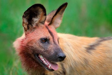 Afrika vahşi köpeği, yeşil çimlerde oturuyor, Mana havuzları, Zimbabve, Afrika. Büyük kulaklı tehlikeli benekli hayvan. Afrika safarisinde boyalı köpek avlamak. Doğadan vahşi yaşam sahnesi.