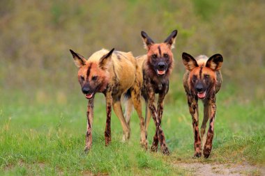 Vahşi köpek, ormanda yürüyen sürü, Okavango detla, Afrika 'da Botswana. Büyük kulaklı tehlikeli benekli hayvan. Afrika safarisinde boyalı köpek avlamak. Vahşi yaşam sahnesi, boyanmış kurtlar..