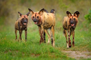 Vahşi köpek, ormanda yürüyen sürü, Okavango detla, Afrika 'da Botswana. Büyük kulaklı tehlikeli benekli hayvan. Afrika safarisinde boyalı köpek avlamak. Vahşi yaşam sahnesi, boyanmış kurtlar..