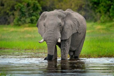 Sudaki fil gibi. Doğadan vahşi yaşam sahnesi, doğal ortamdaki fil, Moremi, Okavango deltası, Botswana, Afrika. Yeşil yağmurlu mevsim, bulutlu mavi gökyüzü. Afrika safarisi. 