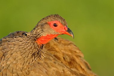 Swainson 's spurfowl francolin, Pternistis swinsoni, doğa habitatındaki kuş, Etosha Ulusal Parkı, Botswana, Afrika. Kuşla akşam ışığı, detaylar yakın plan otrait