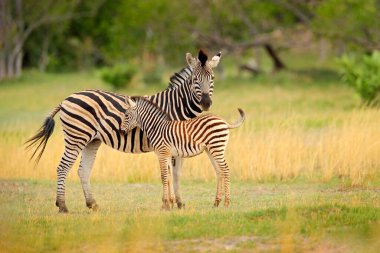 Sarı altın otlu zebra. Burchell 'in zebrası, Equus quagga burchellii, Nxai Pan Ulusal Parkı, Botswana, Afrika. Yeşil çayırdaki vahşi hayvan. Afrika safarisinde vahşi yaşam.