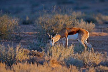 Springbok antilobu, Antidorcas marsupialis, Afrika 'nın kuru habitatında, Kgaladadi, Botswana. Afrika 'dan bir memeli. Güneşin doğuşu, akşamüstü bahar gülü. Namibya 'da safaride gün batımı.