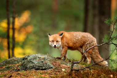 Fox in green forest. Cute Red Fox, Vulpes vulpes, at forest on mossy stone. Wildlife scene from nature. Animal in nature habitat. Animal in green environment. clipart