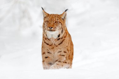 Luchs yürüyor, ormanda karlı vahşi bir kedi. Kış doğasından vahşi yaşam sahnesi. Doğal ortamında sevimli, büyük bir kedi, soğuk. Güzel vahşi vaşak hayvanlı karlı orman, Almanya. 