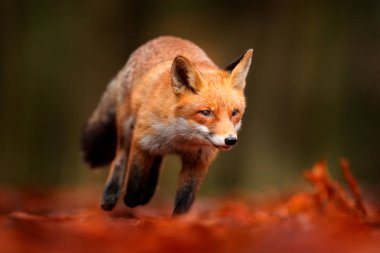 Turuncu sonbahar yapraklarında koşan kızıl tilki. Tatlı Kızıl Tilki, sonbahar ormanında Vulpes vulpes. Doğa habitatında güzel bir hayvan. Vahşi doğadan vahşi yaşam sahnesi, Almanya Avrupa. Yaşam alanında sevimli bir hayvan.