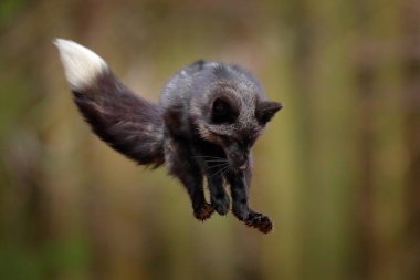 Siyah gümüş tilki, nadir bir tür. Sonbahar ormanında oynayan koyu kırmızı tilki. Vahşi doğadan vahşi yaşam sahnesi. Rusya 'dan komik bir görüntü. Siyah beyaz kuyruklu şirin memeli..