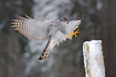 Goshawk uçuşu, Almanya. Kuzey Goshawk, kış boyunca karla birlikte çam ağacına iniyor. Kış doğasından vahşi yaşam sahnesi. Ormandaki yırtıcı kuş..