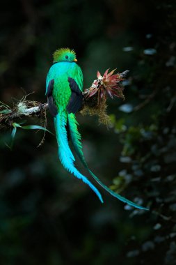 Quetzal, Pharomachrus mocinno, yeşil ormanlı Costa Rica 'dan. Muhteşem kutsal mistik yeşil ve kırmızı kuş. Orman habitatında saygın Quetzal. Kosta Rika 'dan Widlife sahnesi.