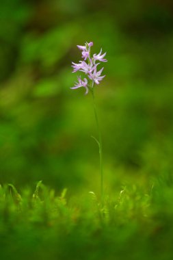 Neottianthe Cucullata, Hoodstyle Orchid, Doğa Ormanı 'nda pembe çiçek. Çiçek açan Avrupa karasal vahşi orkidesi, temiz bir geçmişe sahip doğa orkidesi, Polonya