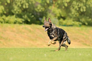 Alman çoban köpeği, Almanya kökenli, arka planda doğa ile birlikte yeşil çimlerde oturan büyük ölçekli bir köpek türüdür..