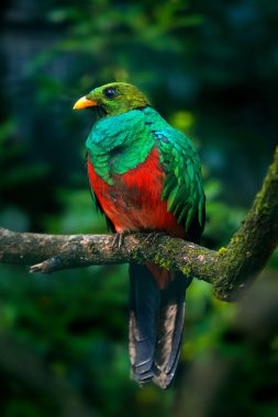 Altın başlı Quetzal, Pharomachrus Auriceps, Ekvador. Karanlık tropikal ormandan sihirli renkli bir kuş.