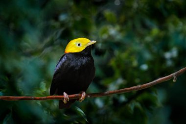 Altın başlı manakin, Ceratopipra eritrocephala, nadir bulunan Bizar kuşu, Amazon, Brezilya Güney Amerika. Doğadan vahşi yaşam sahnesi. Karayipler 'de kuş gözlemciliği. Sarı başlı siyah kuş, doğa.. 