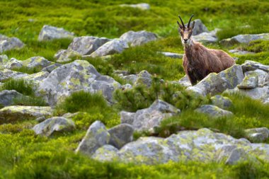 Rupicapra rupicapra tatranica, Chamois in the nature rock habitat, Vysoke Tatry NP, Slovakya. Boynuzlu hayvanlı vahşi yaşam sahnesi, nadir bulunan bir Chamois. Taşlar ve çimenler.