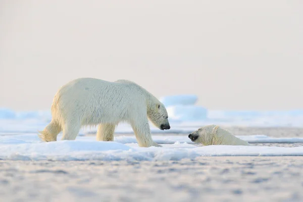 Ijsbeer Zwemt Het Water Twee Beren Spelen Drijvend Ijs Met — Stockfoto