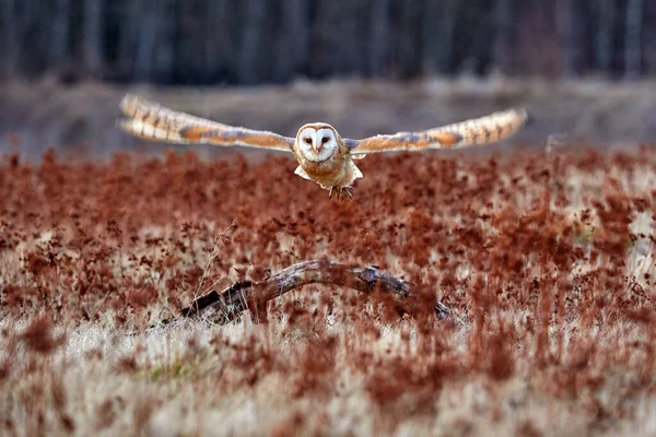 猫头鹰张开翅膀飞翔 Barn Owl Tyto Alba 早上在红草上空飞行 野生动物的自然景观 寒冷的日出 动物在栖息地 森林里的小鸟 — 图库照片