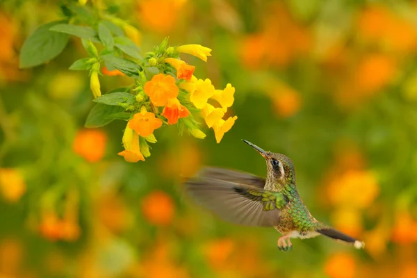 Hummingbird Drinking Nectar Pink Flower Feeding Scene Speckled Hummingbird Bird — Stock Photo, Image