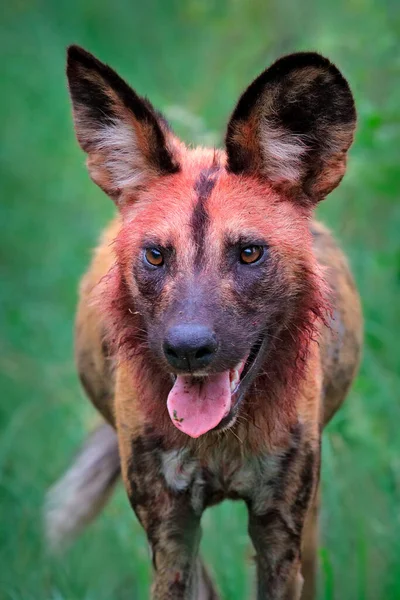 非洲野狗 坐在非洲津巴布韦玛娜普尔的绿草中 大耳朵的危险的斑点动物 猎狗画在非洲狩猎 大自然的野生动物场景 — 图库照片