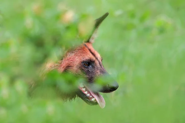 非洲野狗 生活在绿色的植被中 玛娜普尔 津巴布韦 大耳朵的危险的斑点动物 画的狗在非洲狩猎 大自然的野生动物场景 — 图库照片