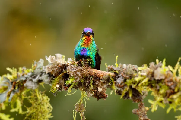 Oiseau Minuscule Brillant Brillant Colibri Gorge Flamboyante Panterpe Insignis Oiseau — Photo