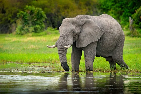 Elephant Water Wildlife Scene Nature Elephant Habitat Moremi Okavango Delta — Stock Photo, Image