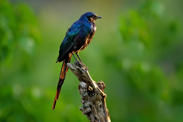 Meves Uzun Kuyruklu Starling Lamprotornis Mevesii Doğal Ortamdaki Taşın Üzerinde — Stok fotoğraf
