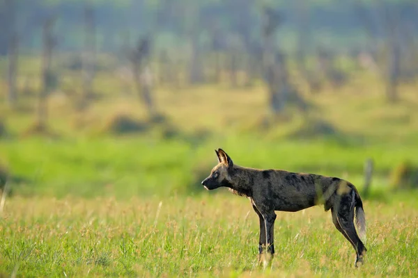 Perro Pintado Caza Safari Africano Escena Vida Salvaje Naturaleza Perro — Foto de Stock