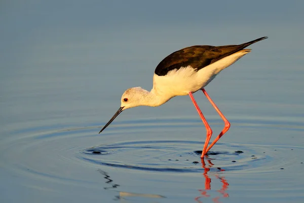 黑色翅膀的倾斜 喜马偕鸟 黑色和白色的鸟 长红色的腿 在自然栖息地 博茨瓦纳奥卡万戈大自然的野生动物景观 — 图库照片