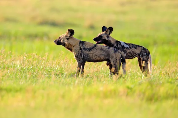 Cão Pintado Caça Safári Africano Cena Vida Selvagem Natureza Cão — Fotografia de Stock