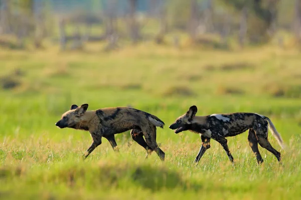 Cão Pintado Caça Safári Africano Cena Vida Selvagem Natureza Cão — Fotografia de Stock