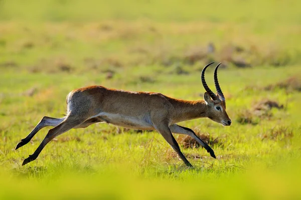Lechwe Kobus Leche Antilope Dans Herbe Verte Humide Avec Eau — Photo