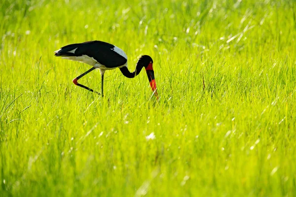 Čáp Sedlářský Neboli Sedlák Ephippiorhynchus Senegalensis Přírodním Prostředí Pták Zelené — Stock fotografie