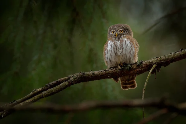 Búho Pigmeo Sentado Rama Abeto Árbol Con Fondo Claro Bosque — Foto de Stock