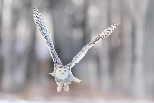 飛行中の白いフクロウ 雪のフクロウ Nyctea Scandiaca 珍しい鳥の牧草地の上を飛んでいます 冬のアクションシーンオープンウイング フィンランド 背景にカラマツの冬の森 — ストック写真
